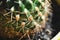 Closeup spines of a green desert cactus plant fragment water drops