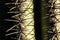 Closeup of the Spines on a Saguaro Cactus