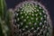 Closeup of the spiny pincushion cactus. Mammillaria spinosissima.