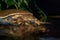 Closeup of Spiny Softshell Turtle half submerged at water`s edge