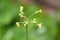 Closeup of spiny sowthistle buds with green blurred background