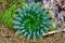 Closeup of spiral aloe polyphylla leaves plant on stones