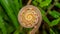 Closeup of spiral bud of fern plant with unique pattern