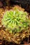 Closeup Spoon leaved sundew plant ,drosera spatulta capensis ,Fraser island Spatula sundew ,carnivorous plant ,