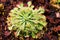 Closeup Spoon leaved sundew plant ,drosera spatulta capensis ,Fraser island Spatula sundew ,carnivorous plant ,