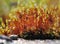 Closeup of sporophytes of moss in sunlight.