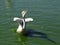 Closeup of a Spot-billed Pelican on a lake under the sunlight at daytime