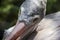 Closeup Spotted-billed Pelecan Bird