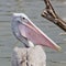 Closeup Spotted-billed Pelecan Bird