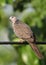 Closeup of Spotted Dove