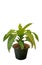 Closeup Spotted Dracaena on White Background, Clipping Path