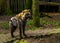 Closeup of a spotted hyena, Carnivorous mammal from Africa, popular zoo animals