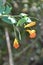 Closeup of Spotted Jewelweed (Impatiens capensis) flowers in bloom along hiking trail at Presqu\\\'ile