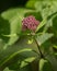 Closeup of Spotted Joe-pye weed blossom