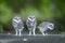 Closeup Spotted owlet big-eyed night bird