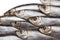 Closeup of Sprat fish