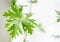 Closeup of a sprig of aromatic spice geranium in a pot on the wi