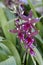 Closeup of a sprig of purple flowery orchids