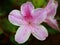 Closeup of Spring Azalea Bloom