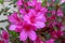 Closeup of Spring Azalea Blooming Flowers