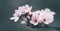 Closeup of spring blossom flower on dark bokeh background. Macro cherry blossom tree branch