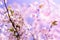 Closeup spring blossoming tree