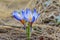 Closeup spring blue crocus