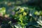 Closeup of a spring camelina (Camelina sativa) in a garden against blurred background