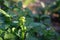 Closeup of spring camelina (Camelina sativa) in a garden against blurred background