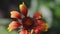 Closeup spring flower and bee against blurred flowers background