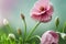 Closeup of spring garden blooming flower in orchard floral natural bokeh background. Decorative wallpaper with flowering