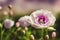 Closeup of spring garden blooming flower in orchard floral natural bokeh background. Decorative wallpaper with flowering