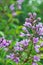 Closeup Spring Lilac Blossoms