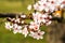 Closeup spring nature scene of bee pollinating white pink bloomy cherry flowers in sunny day