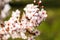 Closeup spring nature scene of bee pollinating white pink bloomy cherry flowers in sunny day