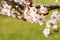 Closeup spring nature scene of bee pollinating white pink bloomy cherry flowers in sunny day