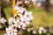 Closeup spring nature scene of bee pollinating white pink bloomy cherry flowers in sunny day