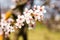 Closeup spring nature scene of two bees pollinating white pink bloomy cherry flowers in sunny day