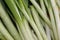 Closeup of spring onions