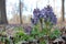 Closeup of spring purple bird, fumewort flowers corydalis solida in the forest. Honey and medicinal plant in sunny day