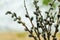 Closeup of spring pussy willow catkins branches /twigs bouquet