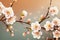 Closeup of spring seasonal apricot blossom flower on bokeh background.