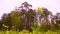 Closeup of spring tulip flowers with pine forest on background