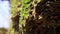 Closeup of spring water as it falls from mossy rock and dribbles on green moss. Water drops falls like a silver rain