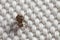 Closeup of springtail on fabric