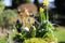 Closeup of of springtime flower arrangement in pot with early blossoming plants narcissus, hyacinths, bellis, blurred garden