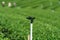 Closeup Sprinkler in green tea plantation is system watering