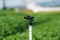 Closeup Sprinkler in green tea plantation is system watering