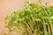 Closeup of sprouted grains cress salad grow on wet linen mat
