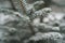 Closeup spruce branches covered with snow in winter